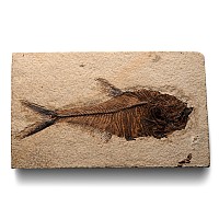 Fossil Diplomystus Fish in Matrix