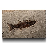 Fossil Mioplosus Fish in Matrix