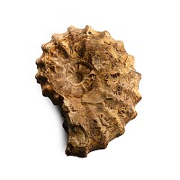 Fossil Euomphaloceras Ammonite
