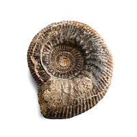 Fossil Procerites Ammonite