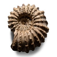 Fossil Douvilleiceras Mammilatum Ammonite