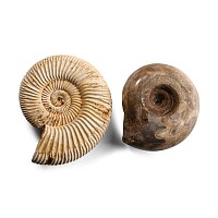Fossil Ammonoid Group