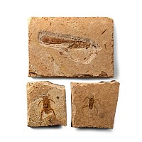Fossil Insects in Matrix Collection