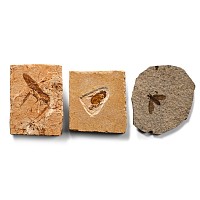 Fossil Insects in Matrix Collection