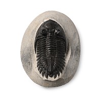 Fossil Asaphus Trilobite in Matrix