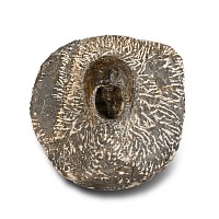 Fossil Harpes Trilobite in Matrix