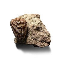 Fossil Pliomera Fisheri Trilobite in Matrix