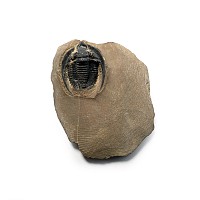 Fossil Harpes Trilobite in Matrix