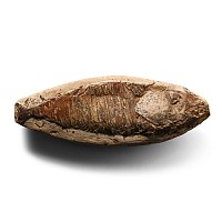 Fossil Vinctifer Comploni Fish in Matrix