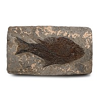 Fossil Vinctifer Jianghanichthys Species Fish in Matrix