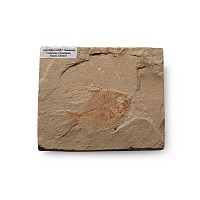 Fossil Aipichthys Fish in Matrix