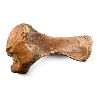 Large Woolly Rhinocerous Leg Bone
