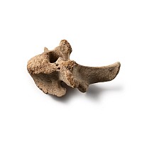 Stone Arrowhead Embedded in a Leidyosuchus Crocodile Vertebra
