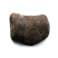 Fossil Iguanadon Dinosaur Vertebra