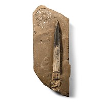 Fossil Belemnite in Matrix with Ammonite Impression