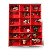 Collection of Extinct Fossilised Shark Teeth in Collector's Display Box
