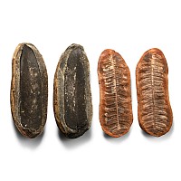 Fossil Astrotheca and Neuropteris Ferns in Split Nodules