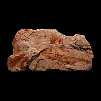 Fossil Nothofagus Ferns in Matrix