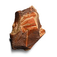 Nothofagus Fossil Ferns in Matrix