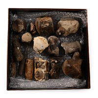 Mosasaur 'Marine Dinosaur' Fossil Bone and Tooth Collection