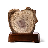 Cut and Polished Psaronius Brasiliensis Fossil Fern Slice on Stand