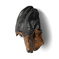 Woolly Rhinoceros Large Upper Jaw Tooth