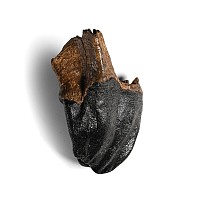 Woolly Rhinoceros Large Upper Jaw Tooth