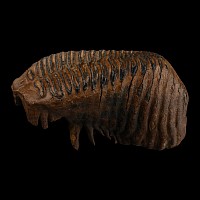 Large Woolly Mammoth Tooth
