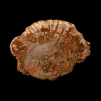 Polished Fossil Tree Slice