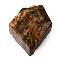 Polished Fossil Tree Section