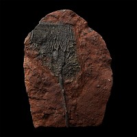 Fossil Crinoid Plate