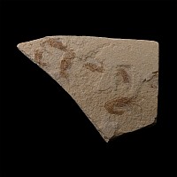 Fossil Shrimp Cluster