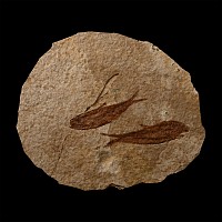 Knightia Double Fossil Fish Plate