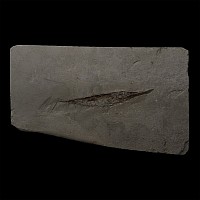 Fossil Italian Razor Fish on Matrix