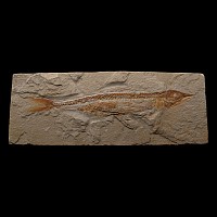 Fossil Prionolepis Fish