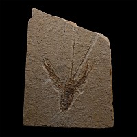 Fossil Lobster on Matrix