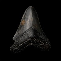 Megalodon Extinct Giant Shark's Fossil Tooth
