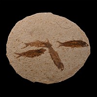 Knightia Multiple Fossil Fish Plate