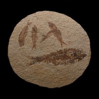 Knightia Multiple Fossil Fish Plate