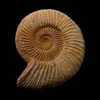Fossil Perisphinctid Ammonite