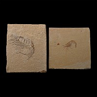 Fossil Shrimp Group