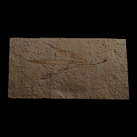 Fossil Sapindopsis Plant Leaf