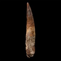Very Large Spinosaurus Dinosaur Fossil Tooth
