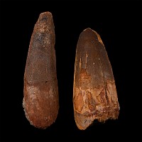 Spinosaurus Dinosaur Fossil Tooth Group