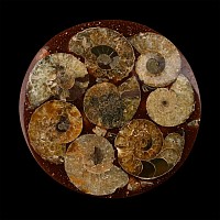 Polished Fossil Ammonite Plate