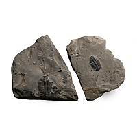 Two Fossil Elrathia Kingii Trilobites on Matrix