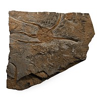 Large Fossil Brittle Star Plate
