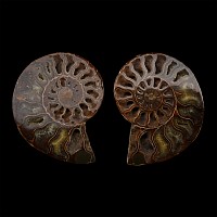 Cut and Polished Ammonite Display Pair