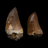 Fossil Mosasaur 'Marine Dinosaur' Teeth