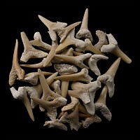 Sand Shark Fossil Tooth Group